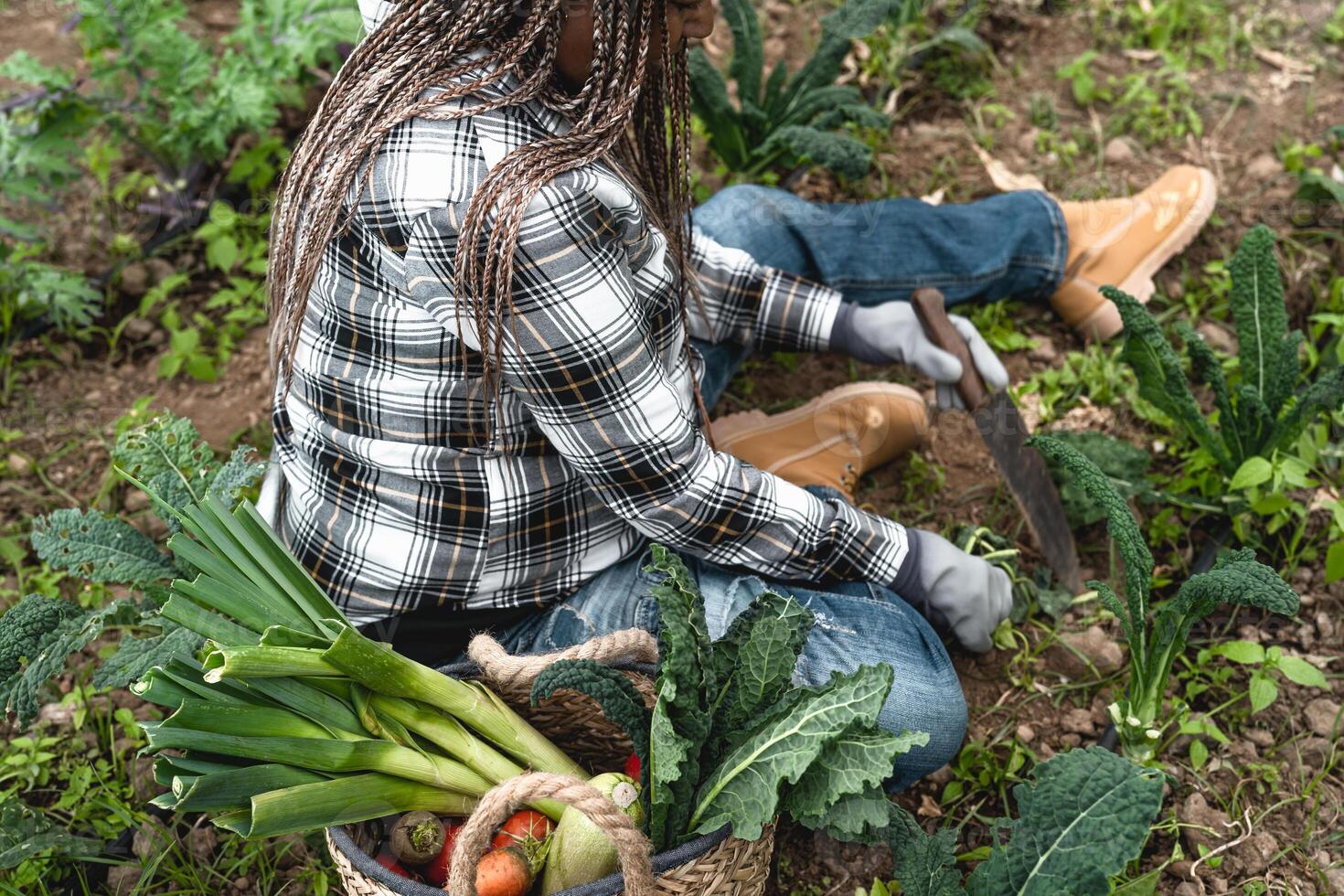 afro hembra granjero trabajando en tierras de cultivo cosecha Fresco vegetales - granja personas estilo de vida concepto foto