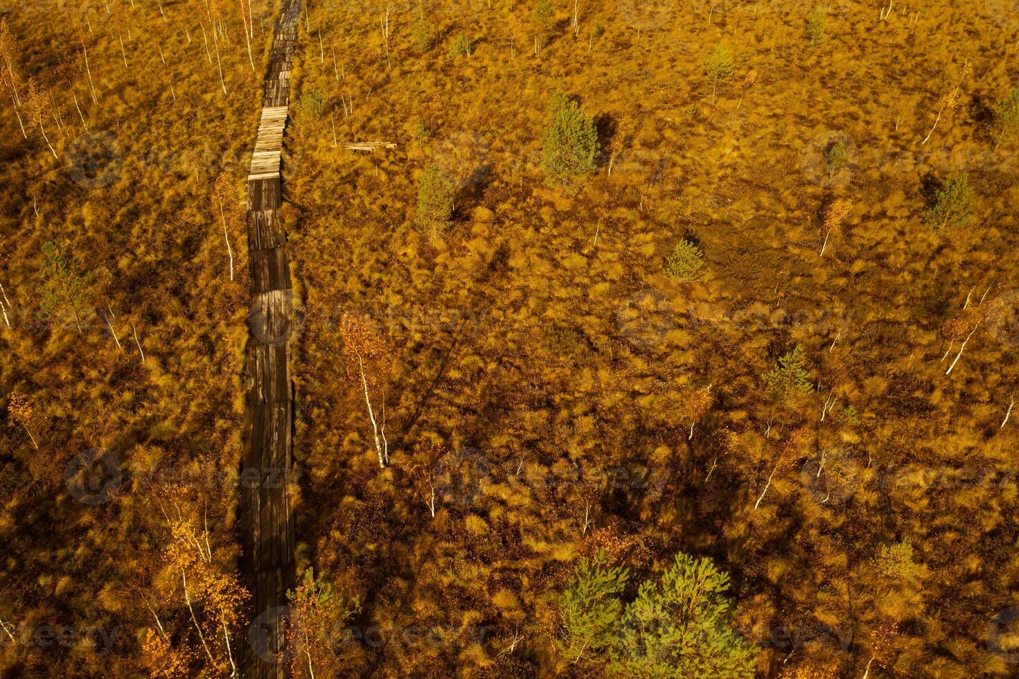 An aerial view of an autumn bog in Yelnya, Belarus, autumn. Ecosystems ecological problems climate change photo