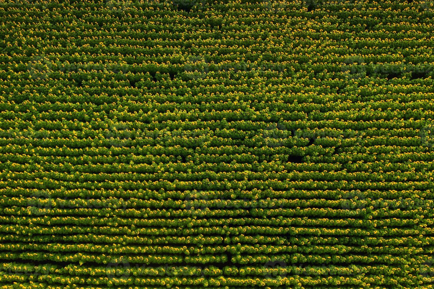 A big beautiful field of sunflowers view from the height of bird flight.Unusual photo of sunflowers in the field.