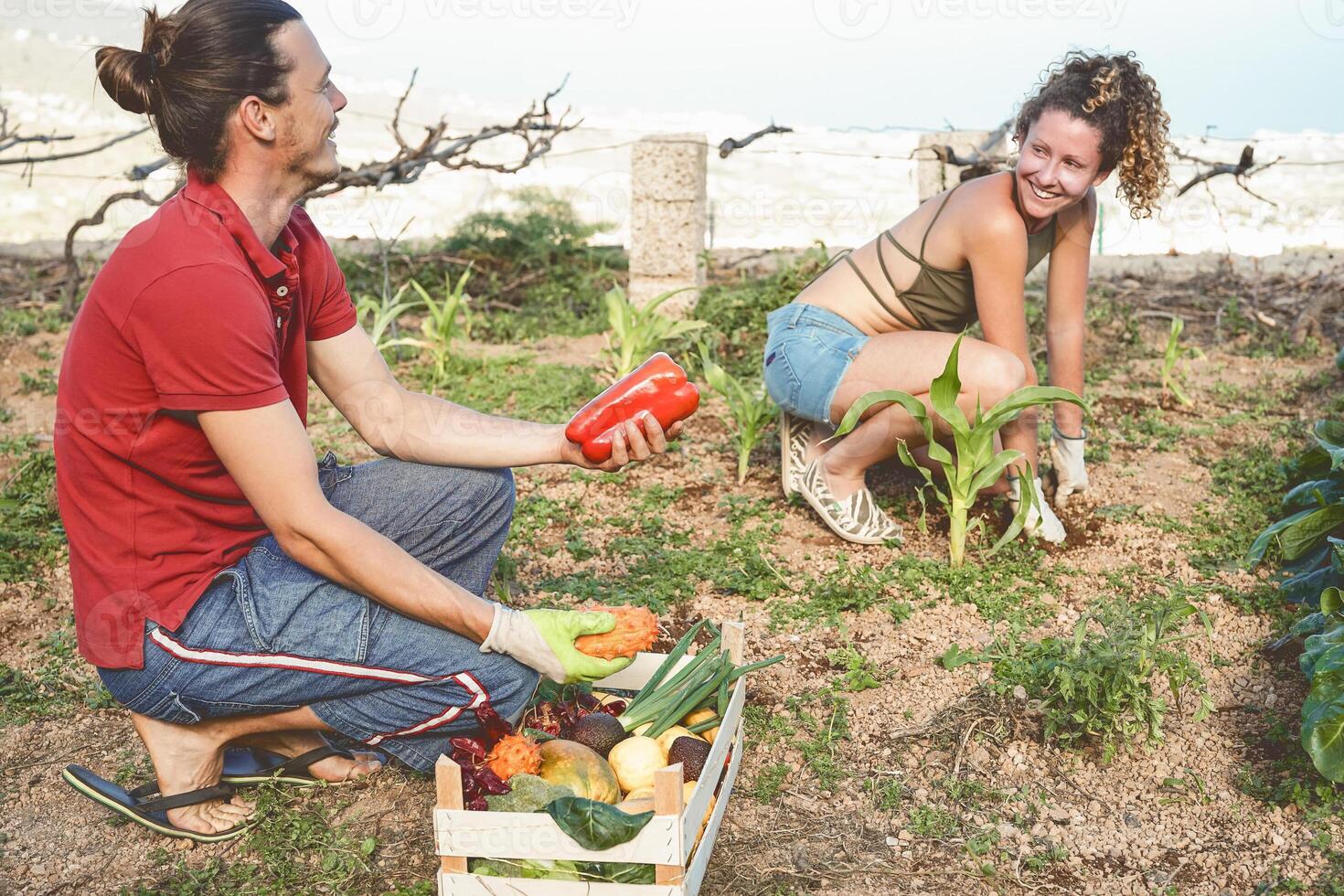 contento joven Pareja trabajando juntos cosecha Fresco frutas y vegetales en granja jardín casa - agricultura y vegetariano estilo de vida personas concepto foto