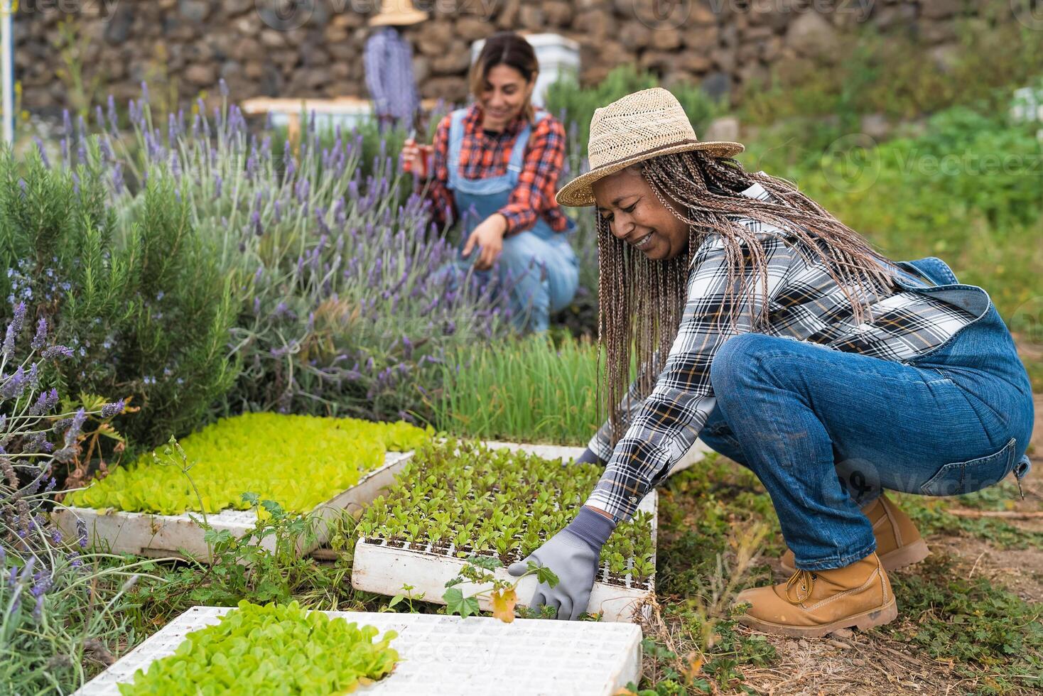 Mature female farmers preparing seedlings in vegetables garden - Farm people lifestyle concept photo