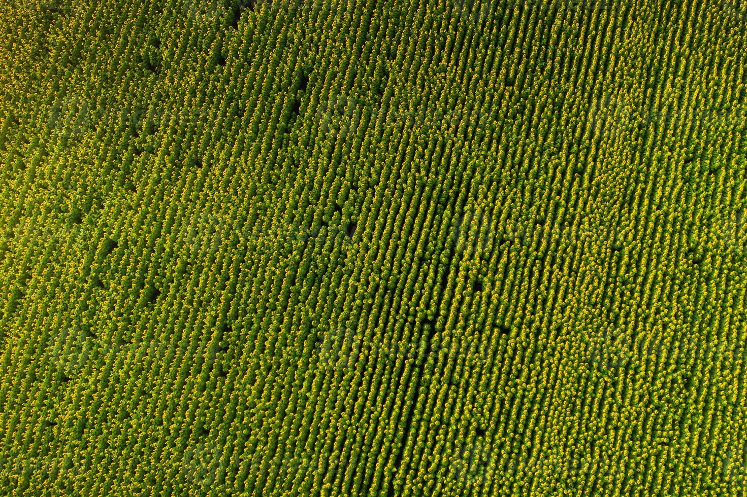 A big beautiful field of sunflowers view from the height of bird flight.Unusual photo of sunflowers in the field.