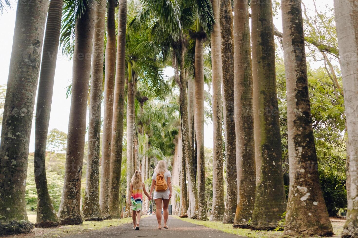 Tourists walk along the avenue with large palm trees in the Pamplemousse Botanical Garden on the island of Mauritius photo