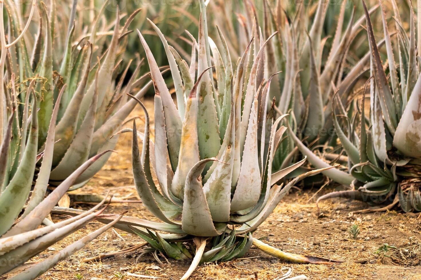 Aloe Vera plantation-many green plants on the island of Tenerife, Canary Islands, Spain. photo