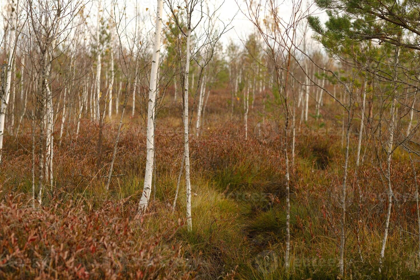 ver de un otoño pantano con arboles en yelnya, bielorrusia ecosistemas ambiental problemas clima cambio foto