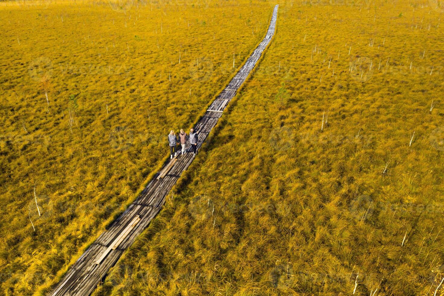An aerial view of an autumn bog in Yelnya, Belarus, autumn. Tourists walking along the eco-trail photo
