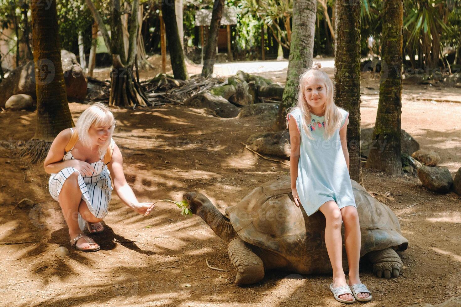 The girl is sitting on a turtle. Family feeds giant turtle at Mauritius Island Zoo photo