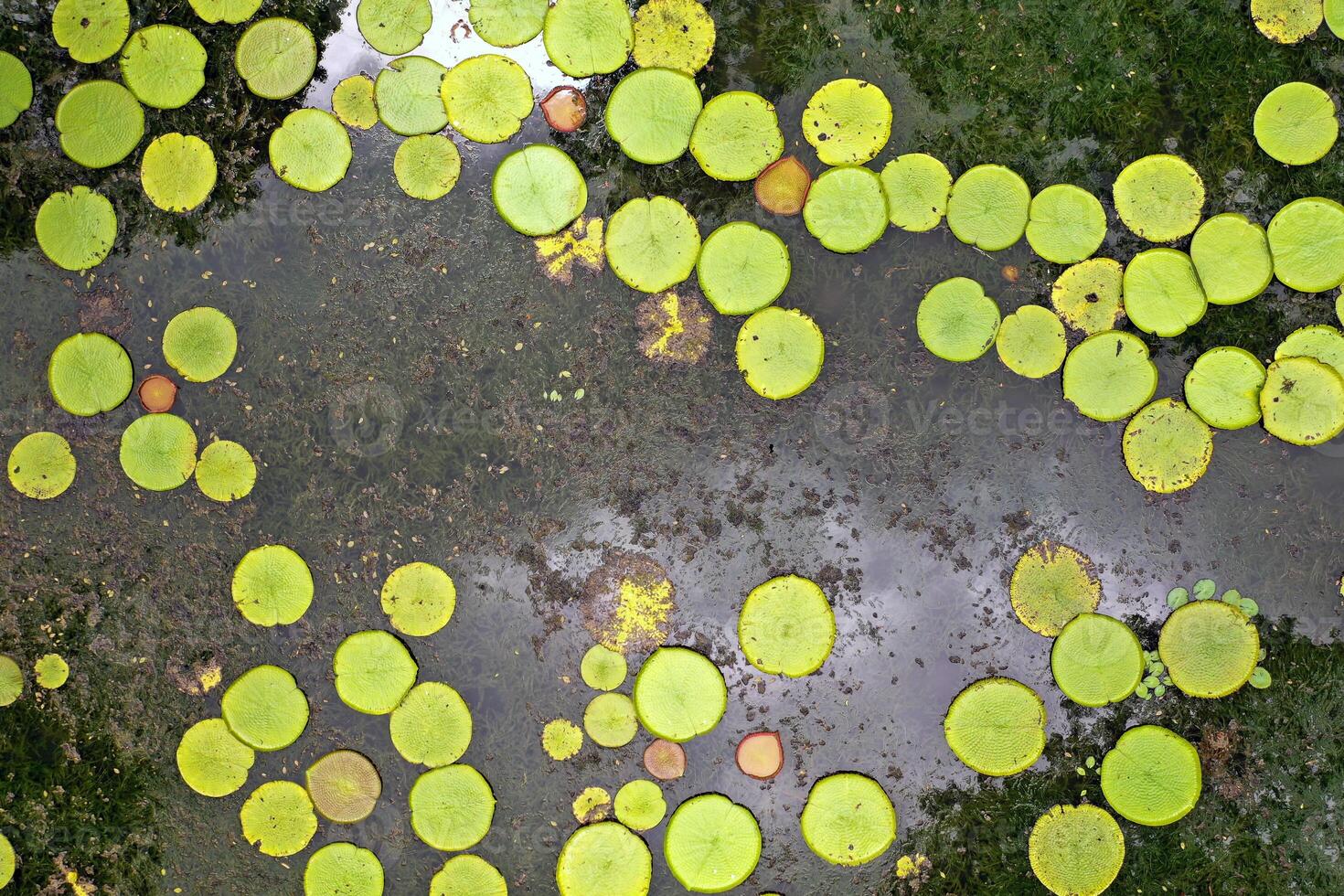 Top view of the lily pond on the island of Mauritius.Botanical Garden on the paradise island of Mauritius. photo