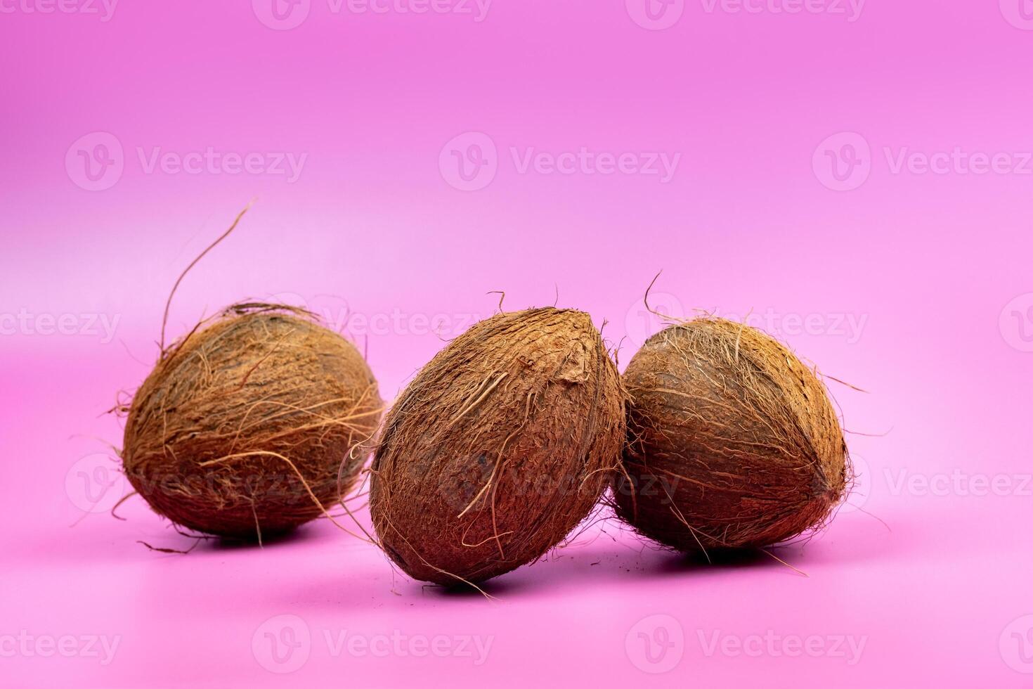 Whole coconuts on a pink background.three shaggy coconuts lie on an isolated background photo
