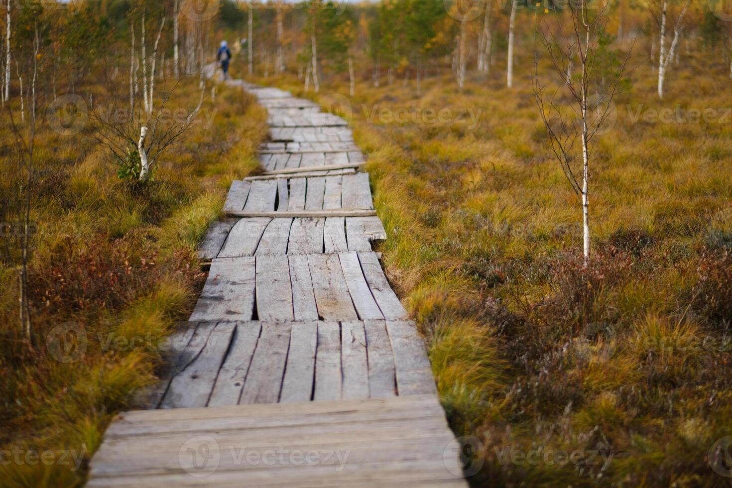 Wooden path on the swamp in Yelnya, Belarus photo