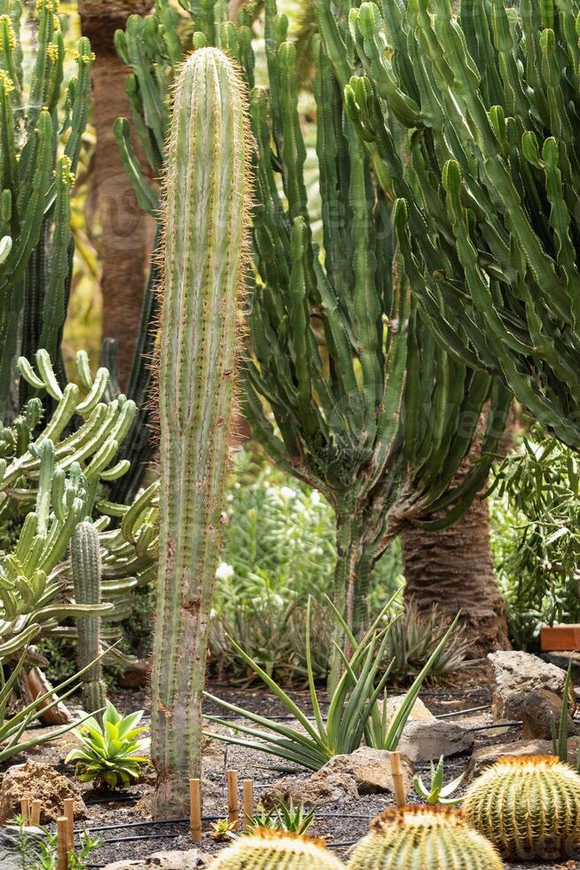 Large Cacti on the island of Tenerife.Canary Islands, Spain photo