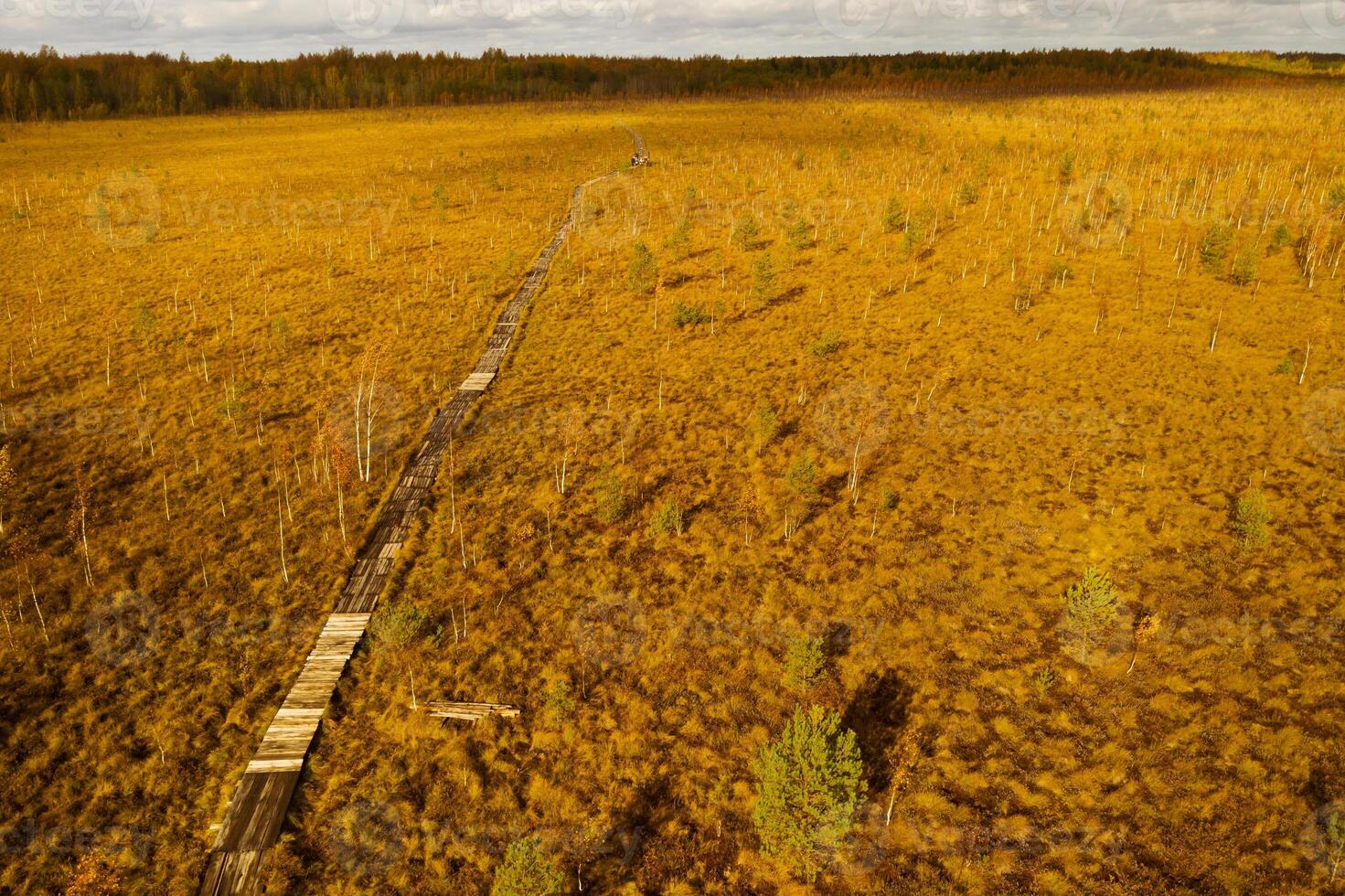 An aerial view of an autumn bog in Yelnya, Belarus, autumn. Ecosystems ecological problems climate change photo