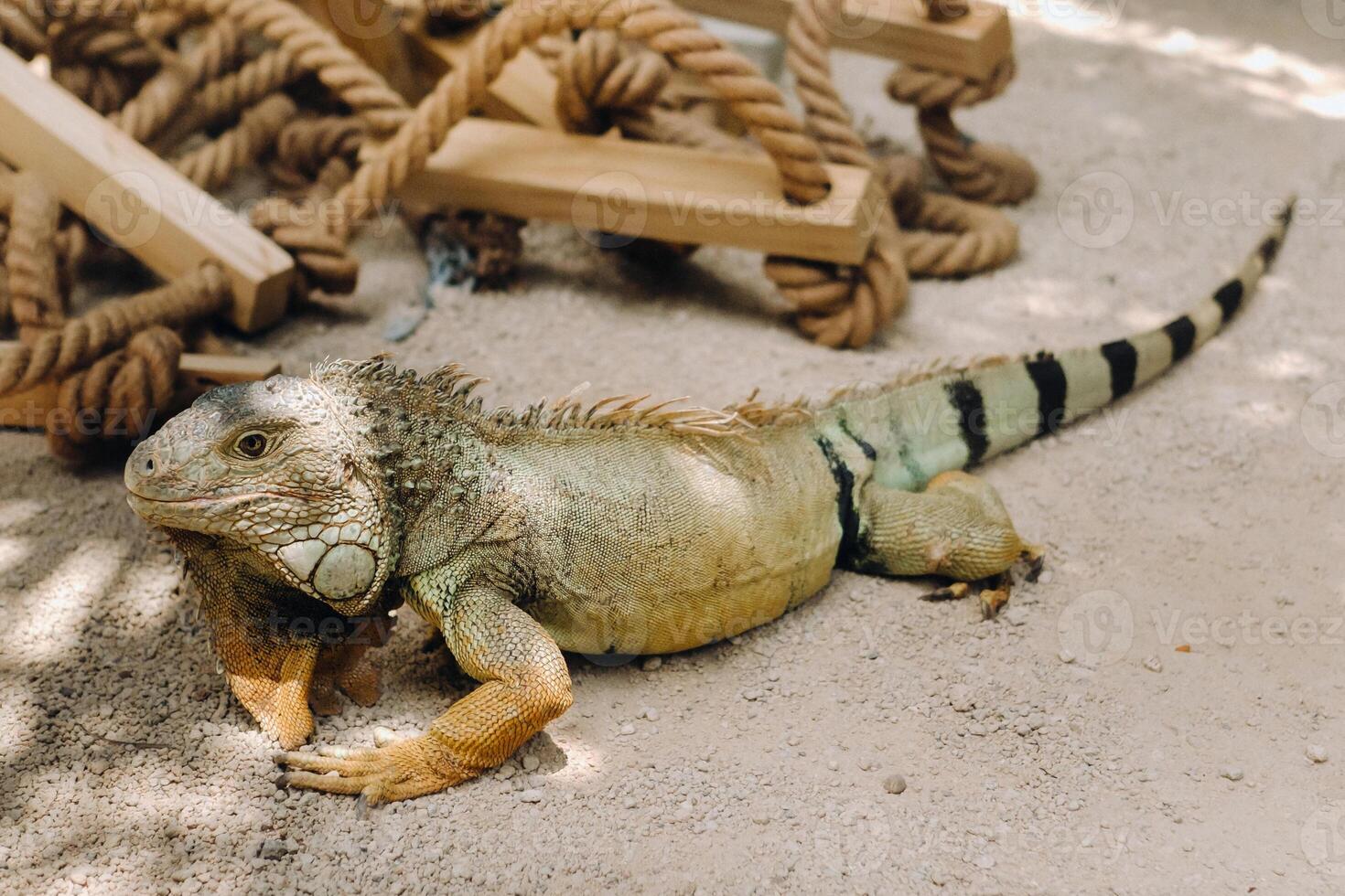 An iguana on a reservation on the island of Mauritius,a Large lizard iguana in a Park on the island of Mauritius photo