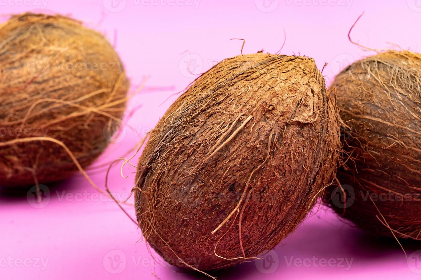 Whole coconuts on a pink background.three shaggy coconuts lie on an isolated background photo