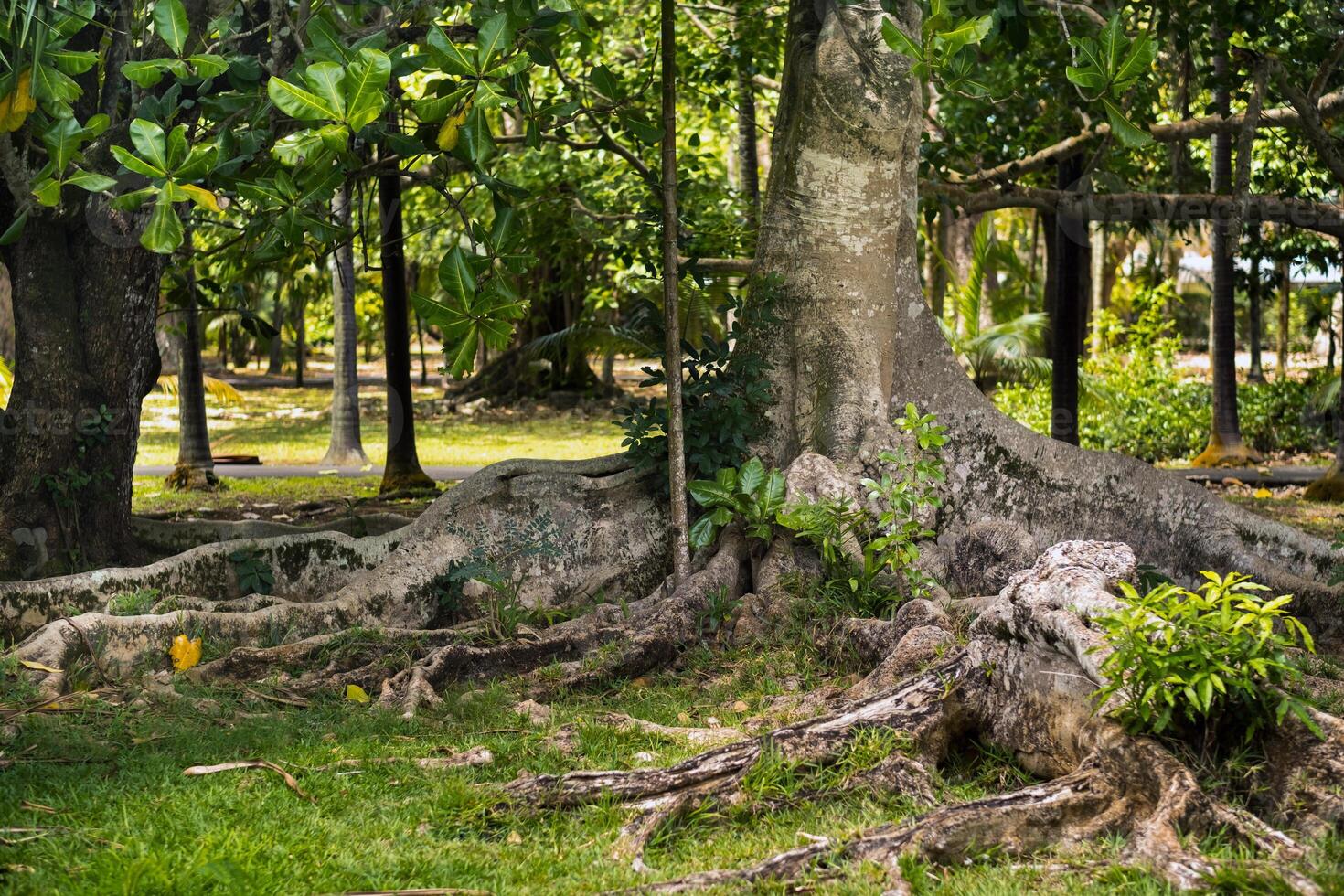 Big ficus tree in Botanical Garden Pamplemousses, Mauritius. photo