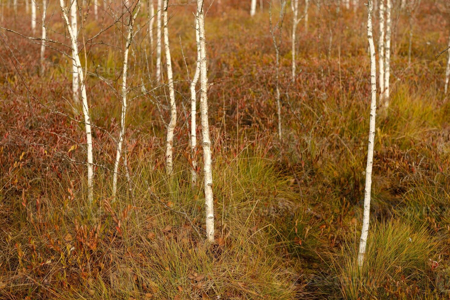 View of an autumn swamp with trees in Yelnya, Belarus. Ecosystems environmental problems climate change photo