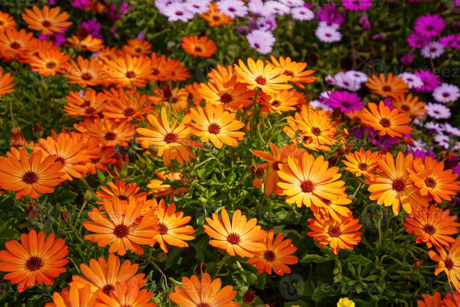 Colorful spring garden photo
