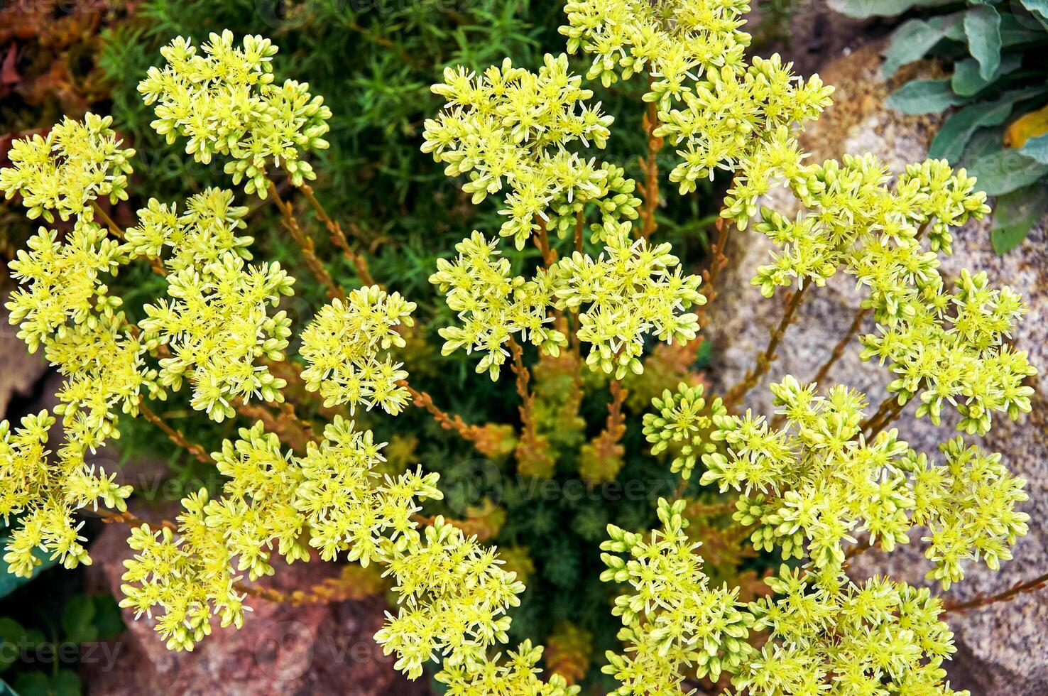 Beautiful Sedum in close-up. Landscape design plant photo