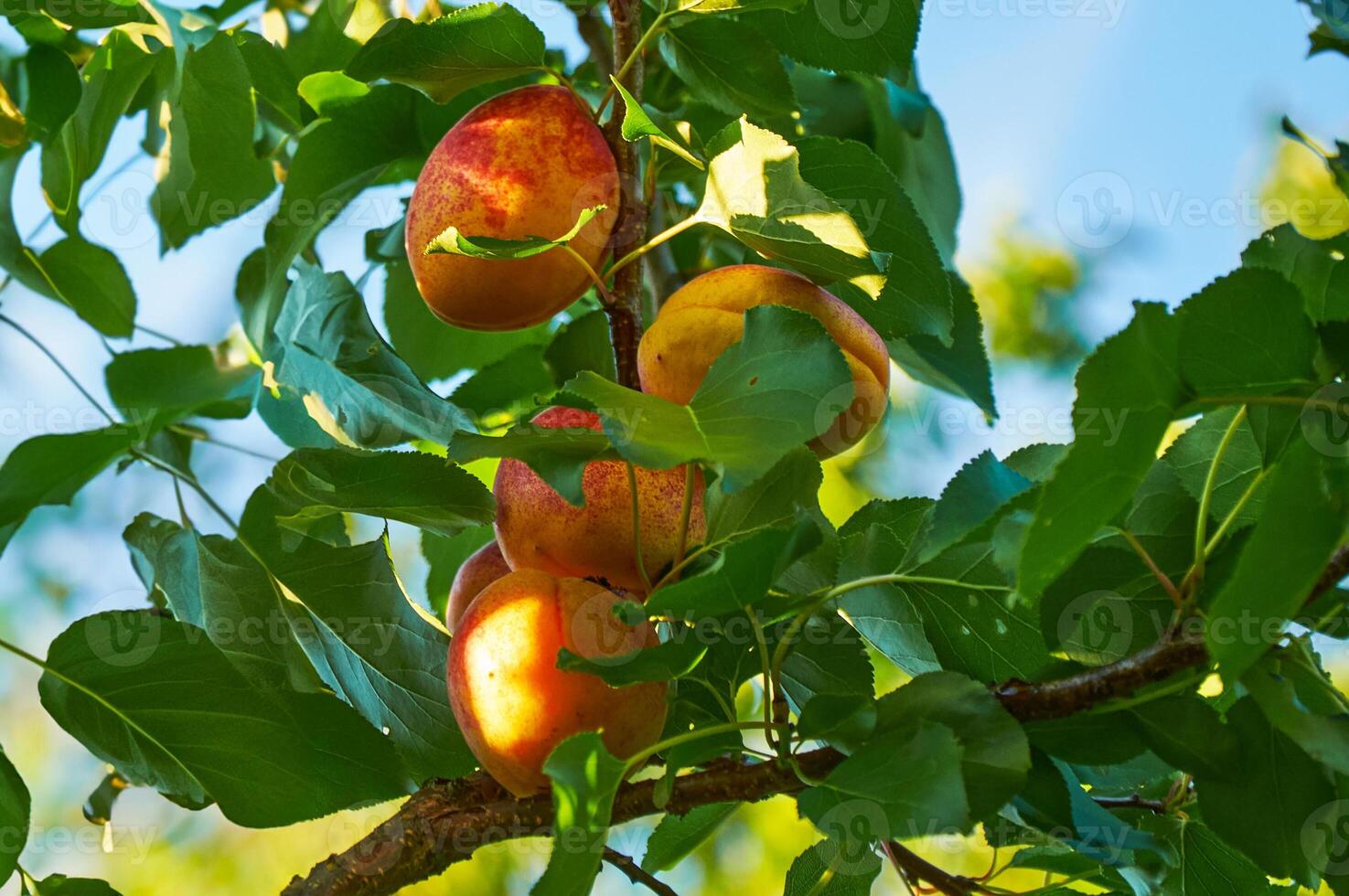 Ripe apricots on a tree among green leaves against a blue sky photo