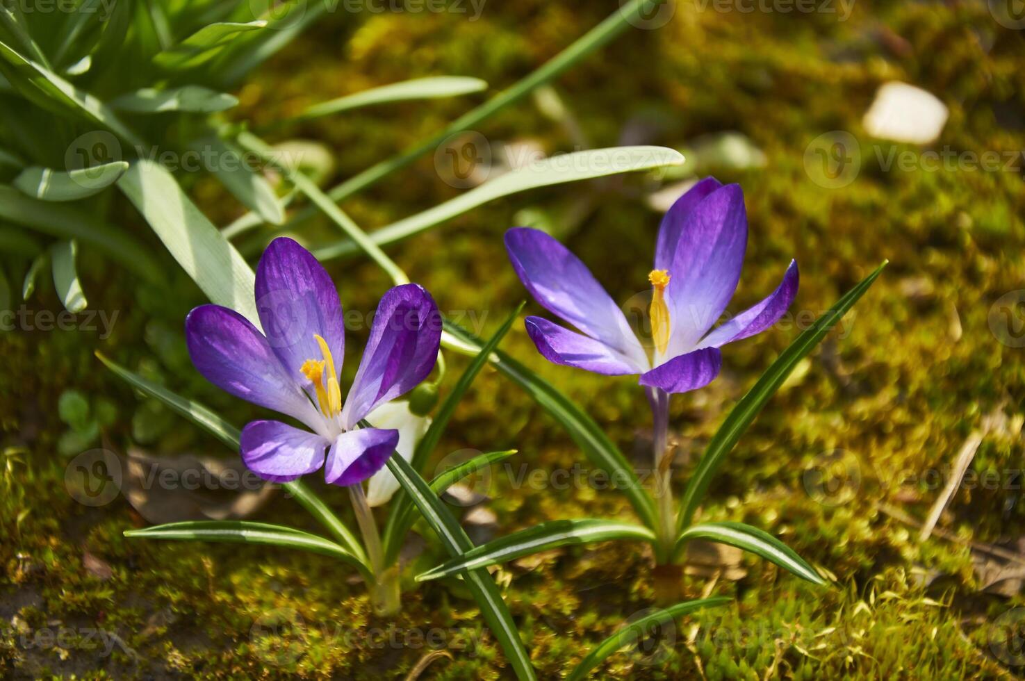 Purple crocus flowers in the garden. Early spring. photo