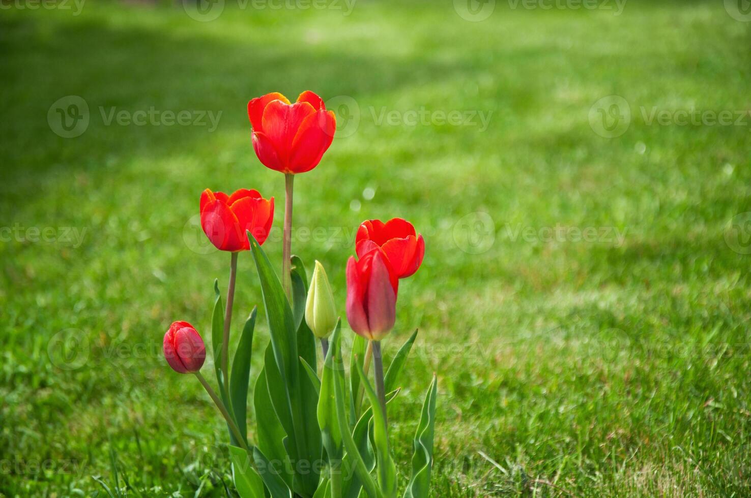 Red tulips on a background of green grass in the garden photo