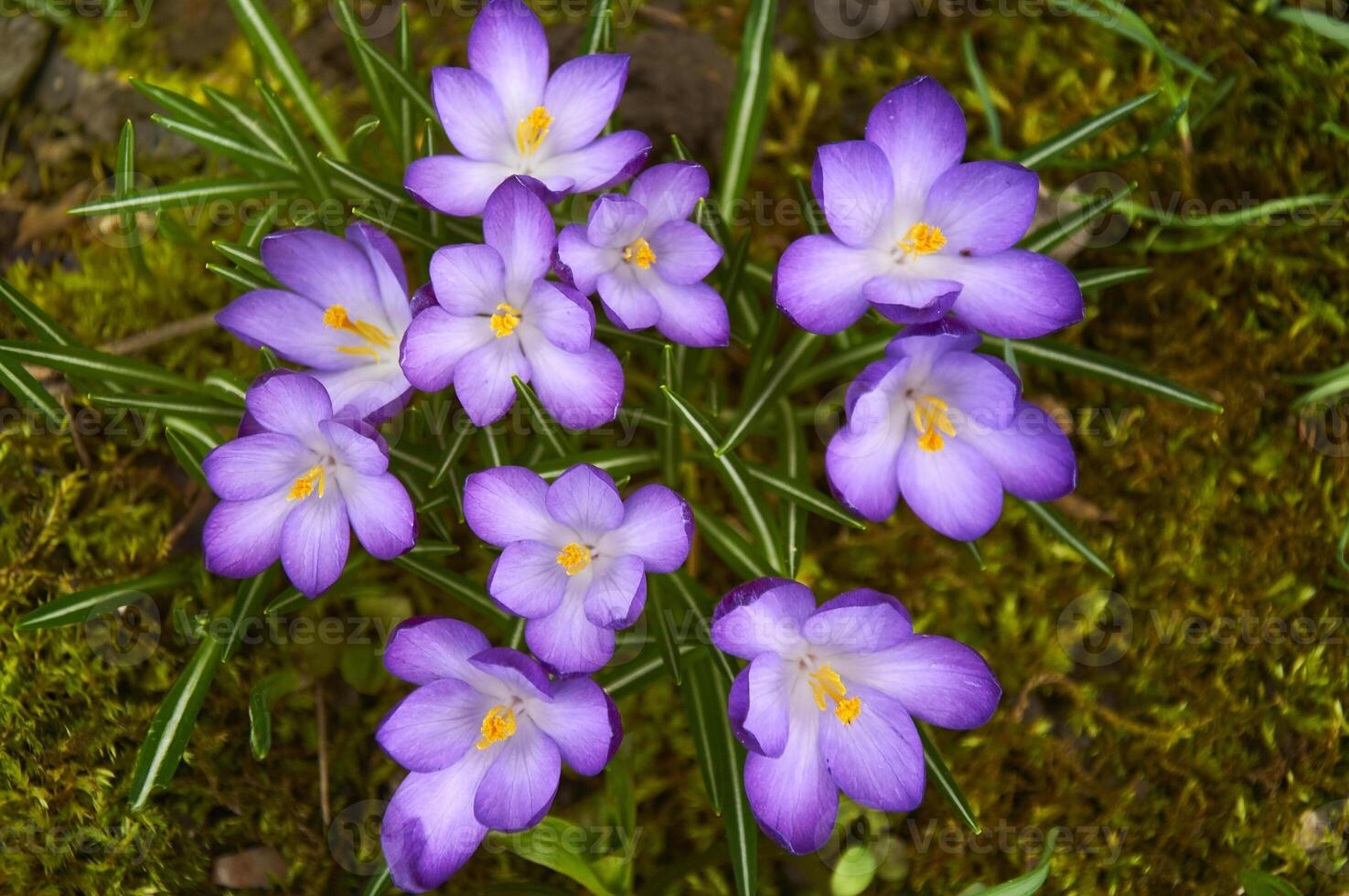 Purple crocus flowers in the garden. Early spring. photo