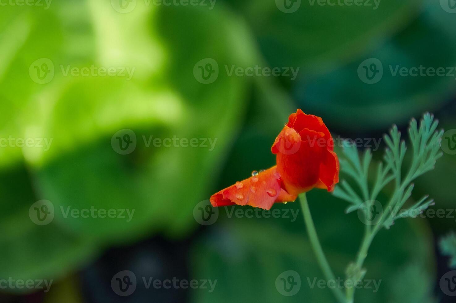 Red flower with raindrops close-up in the garden. Sunny summer day after rain. photo