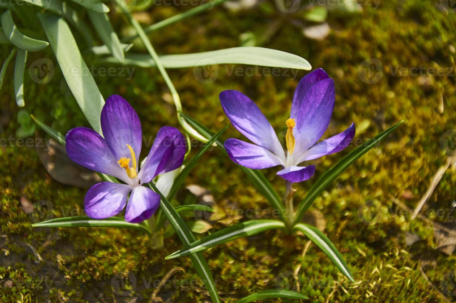 Purple crocus flowers in the garden. Early spring. photo