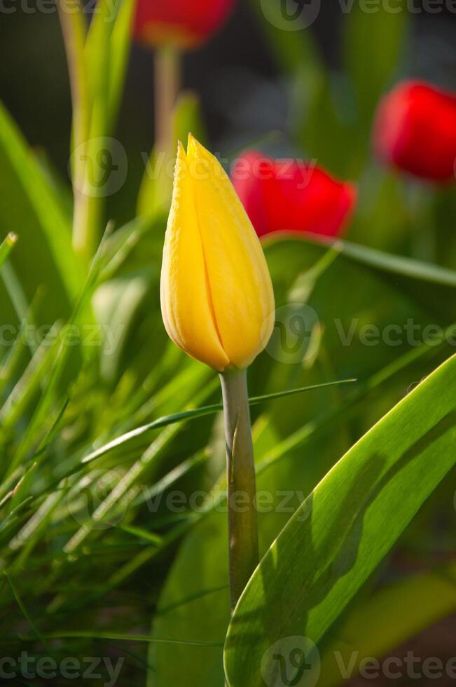 Yellow tulip on the background of red tulips in the garden photo