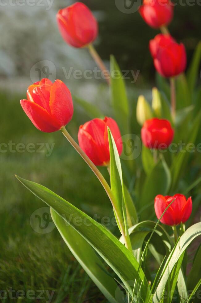 Red tulips on a background of green grass in the garden photo