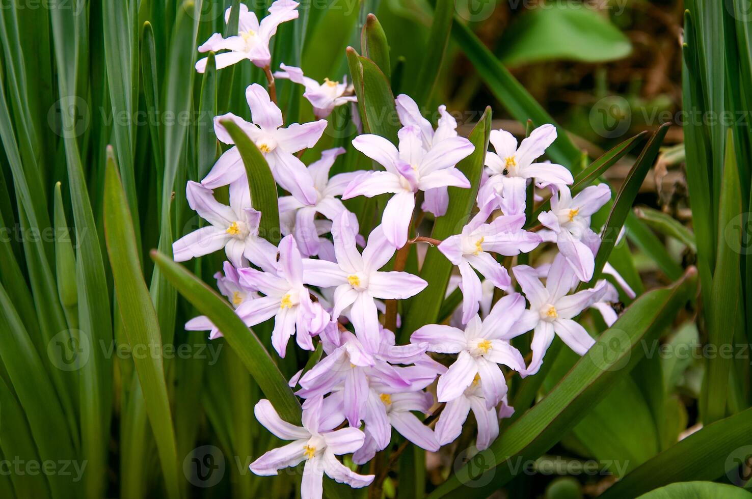 Pink Chionodoxa Lucilia in early spring in the garden close up photo