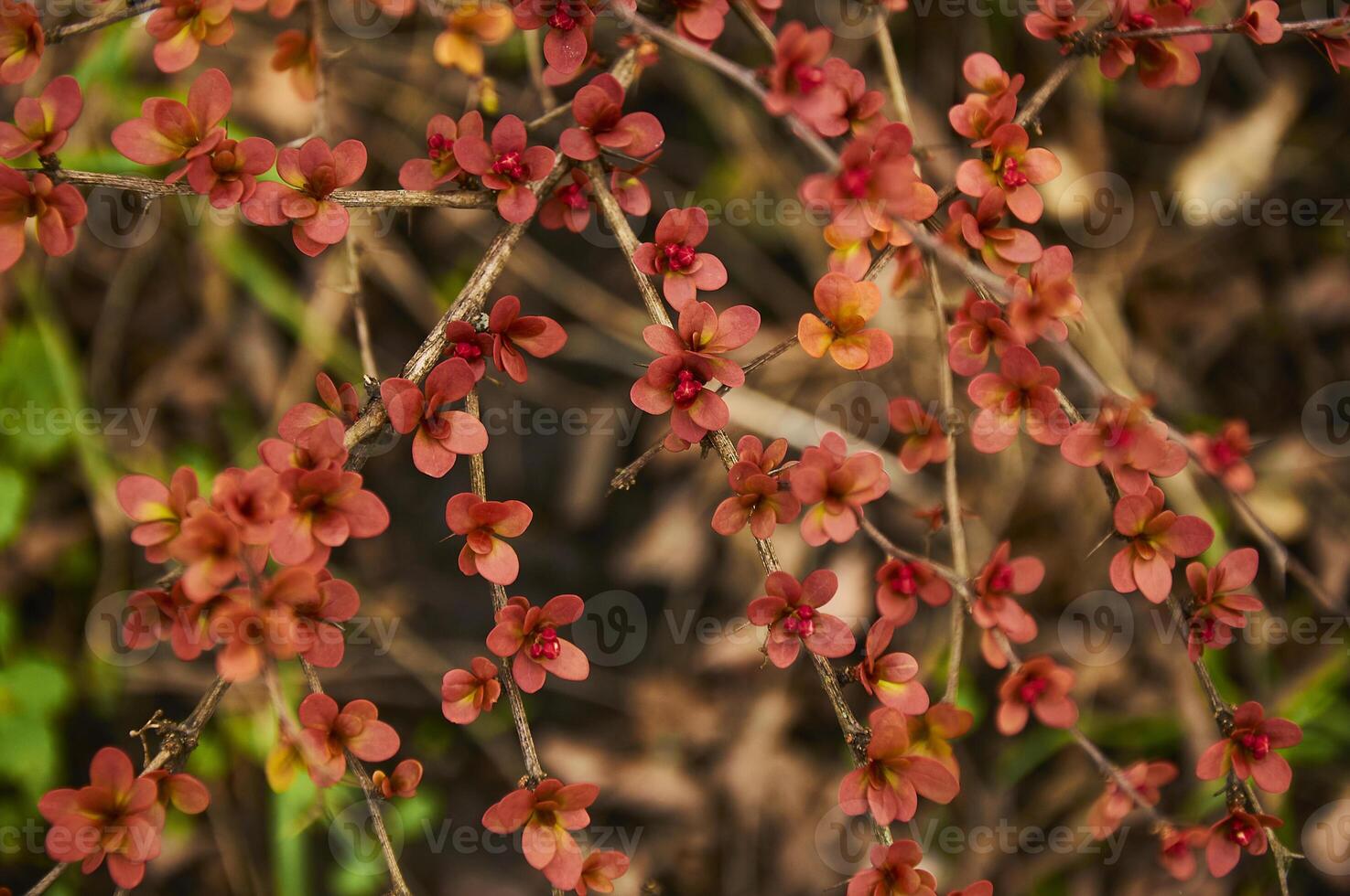 Close up of a flowering branch of red barberry photo