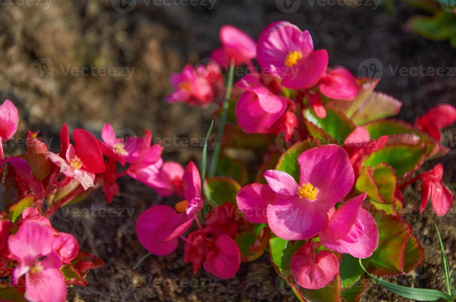 Pink begonia flowers close-up in a flowerbed in summer photo