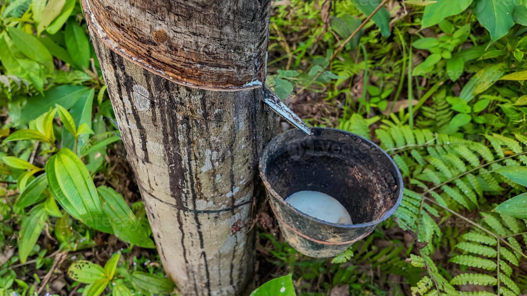 Sustainable Rubber Harvesting, Hevea Tree Sap photo