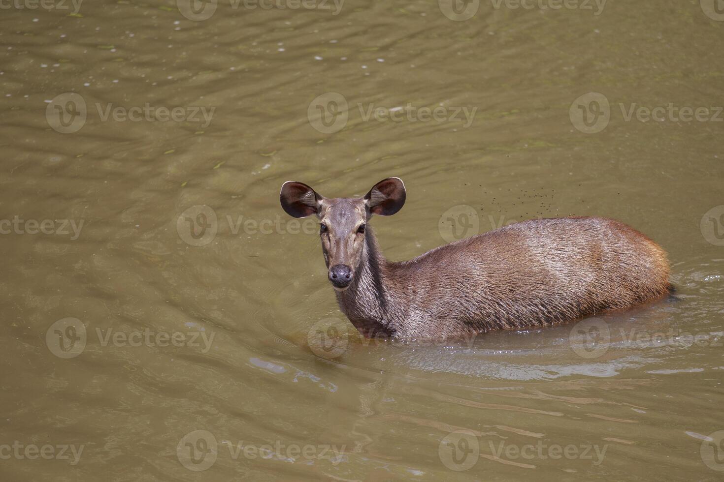 wild sambar deer of khao yai national park swimming in natural canal photo