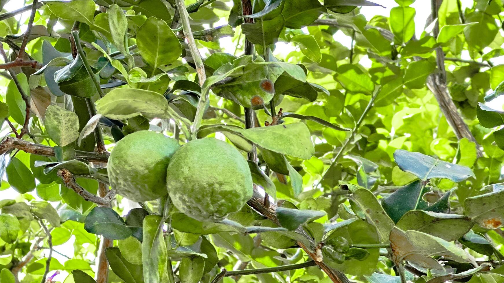 Close up kaffir lime on its green leaves photo