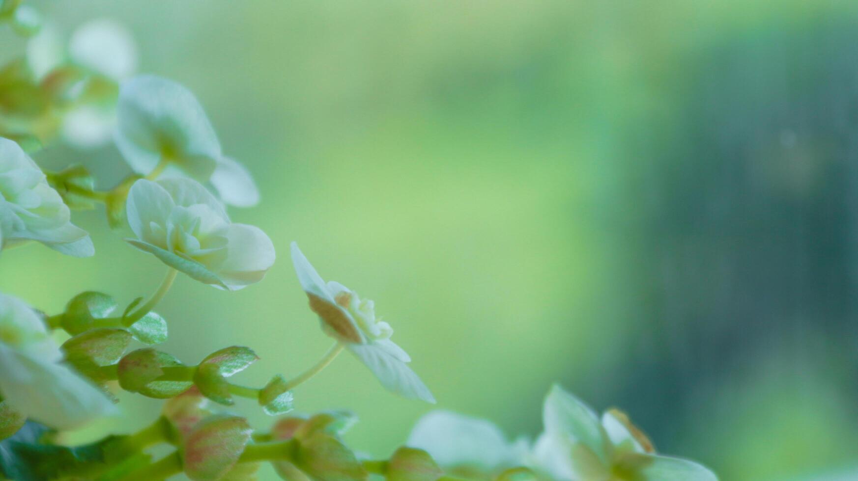 Lush white flowers on blur background soft and selective focus photo