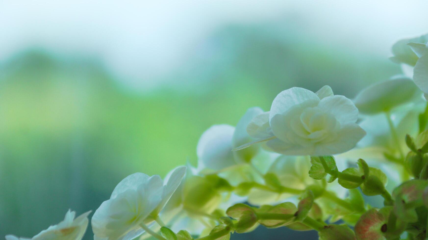 Lush white flowers on blur background soft and selective focus photo