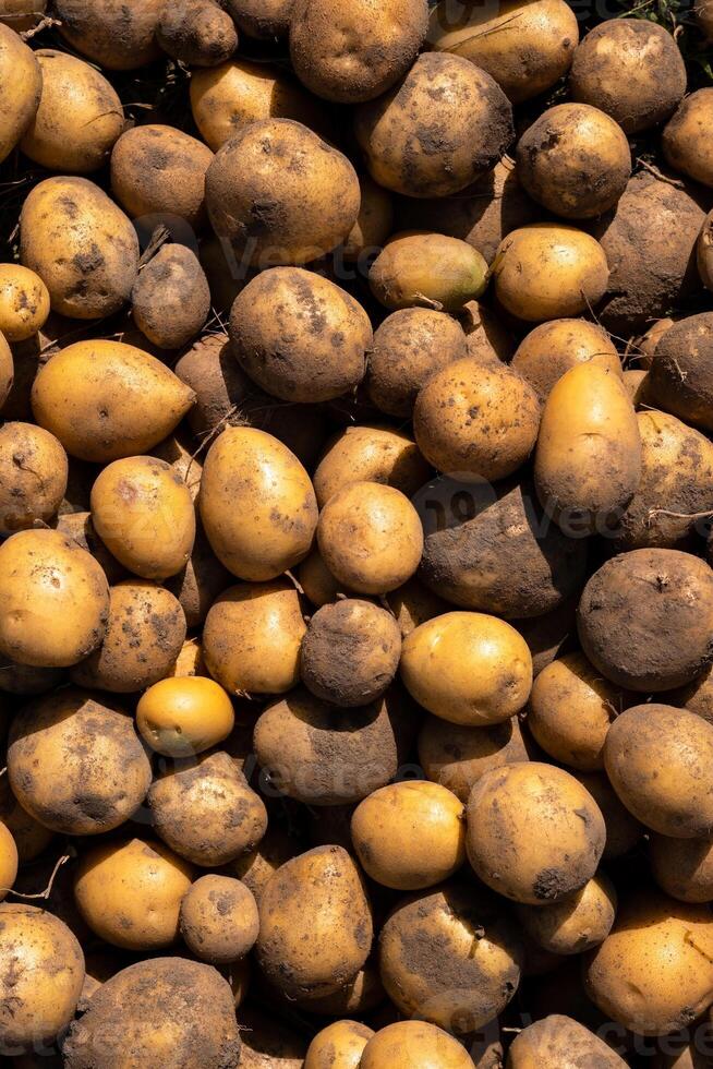 A lot of harvested potatoes lying in a pile. Autumn harvest photo