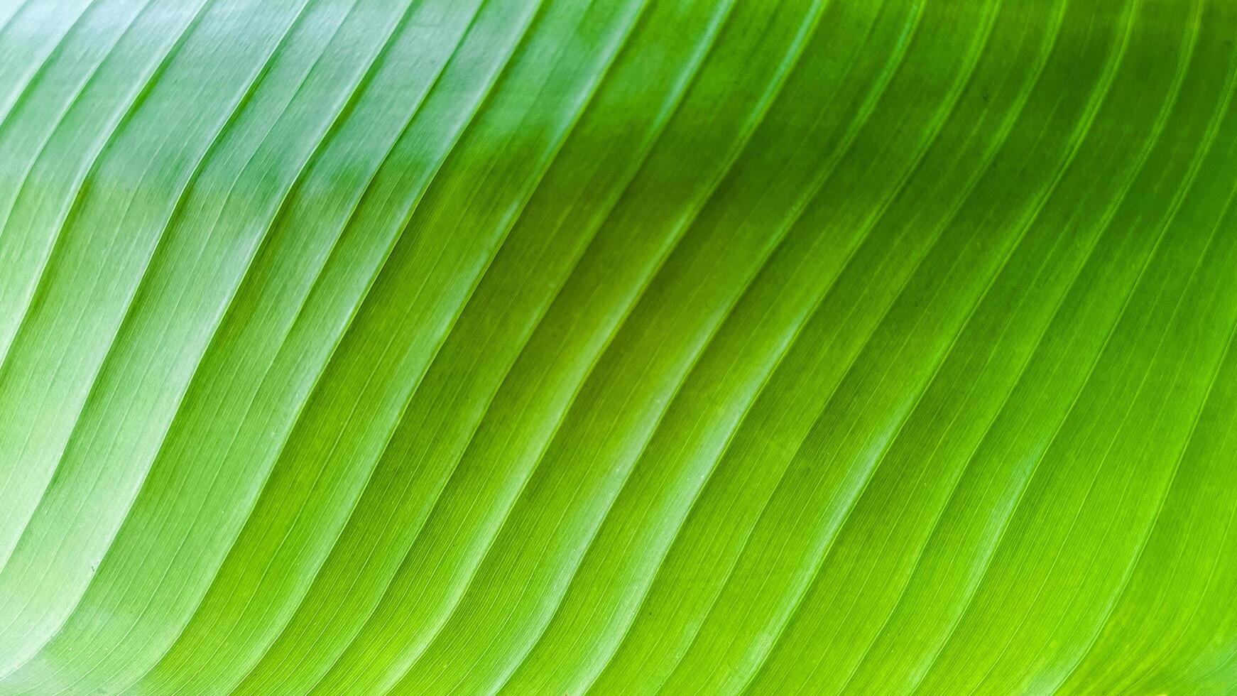 Close shot of green banana leaf texture background photo