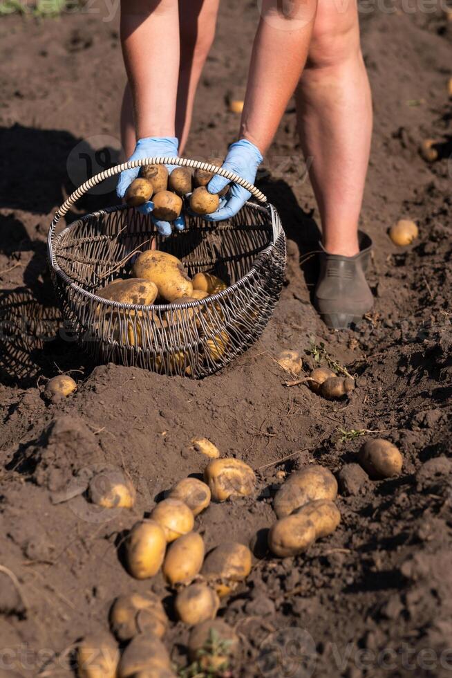 cosecha patatas en el campo a mano. un hombre cosechas patatas en tierra foto