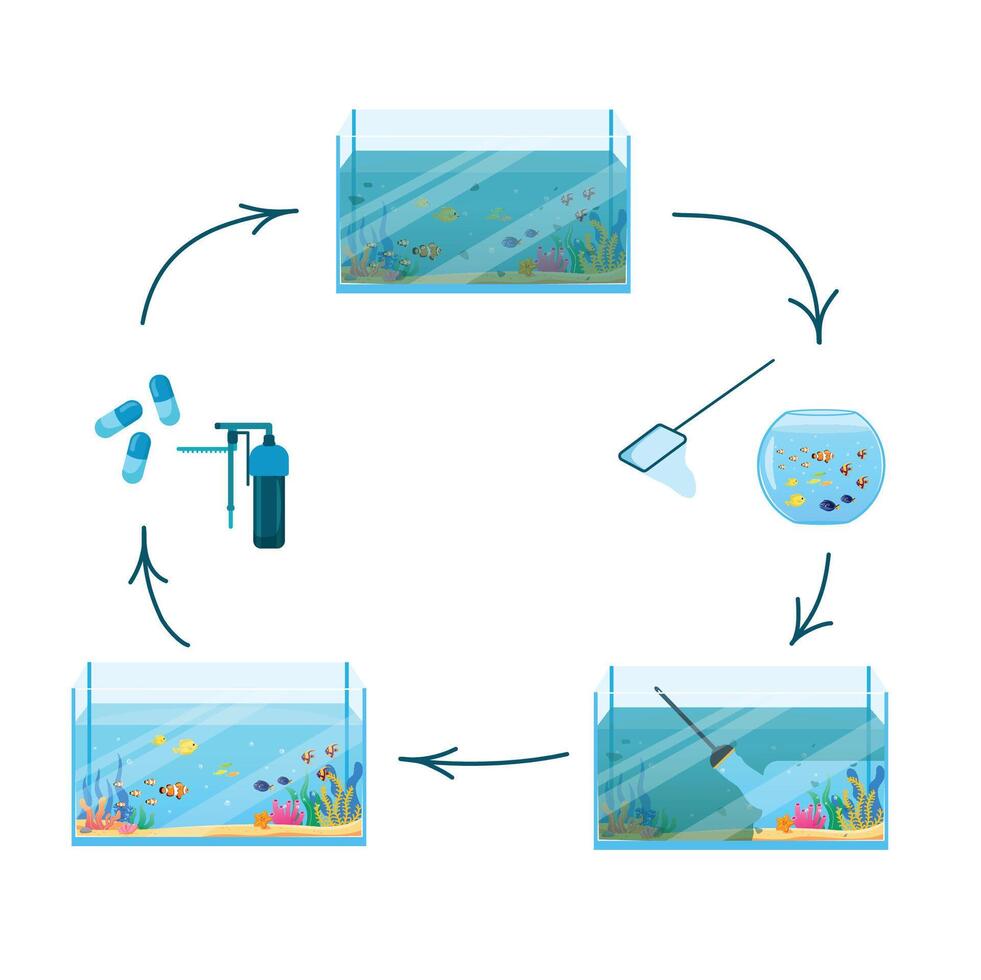 Rectangular fish tank with dirty and clean fresh water. Stages of cleaning an fish tank. Flat, cartoon, vector