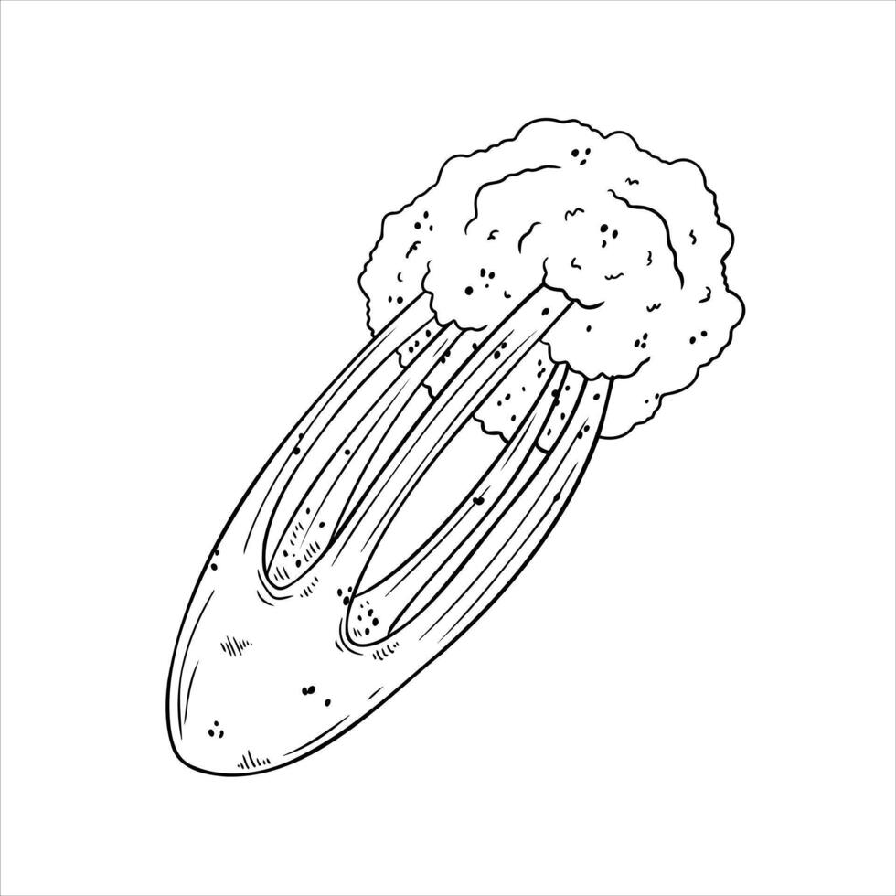 apio dibujos animados mano dibujado ilustración. verde vegetal. sano nutrición. ingredientes para ensalada aislado en blanco. negro y blanco colorante vector