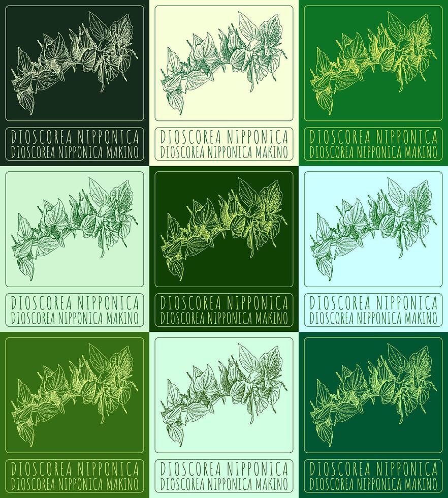 Set of vector drawing DIOSCOREA NIPPONICA in various colors. Hand drawn illustration. The Latin name is DIOSCOREA NIPPONICA MAKINO.
