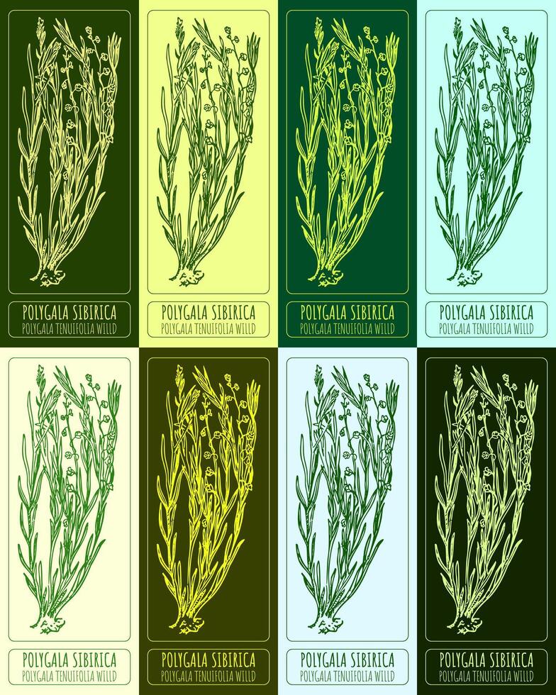 Set of vector drawings of POLYGALA SIBIRICA in different colors. Hand drawn illustration. Latin name POLYGALA TENUIFOLIA WILLD.