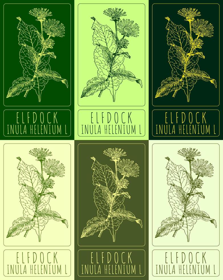 Set of vector drawings of ELFDOCK in different colors. Hand drawn illustration. Latin name INULA HELENIUM L.