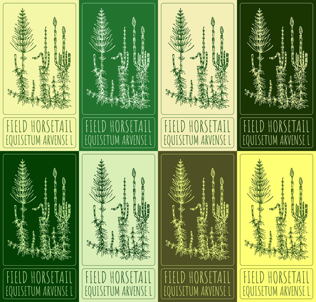 Set of vector drawings of GREAT BURNET in different colors. Hand drawn illustration. Latin name SANGUISORBA OFFICINALIS L.