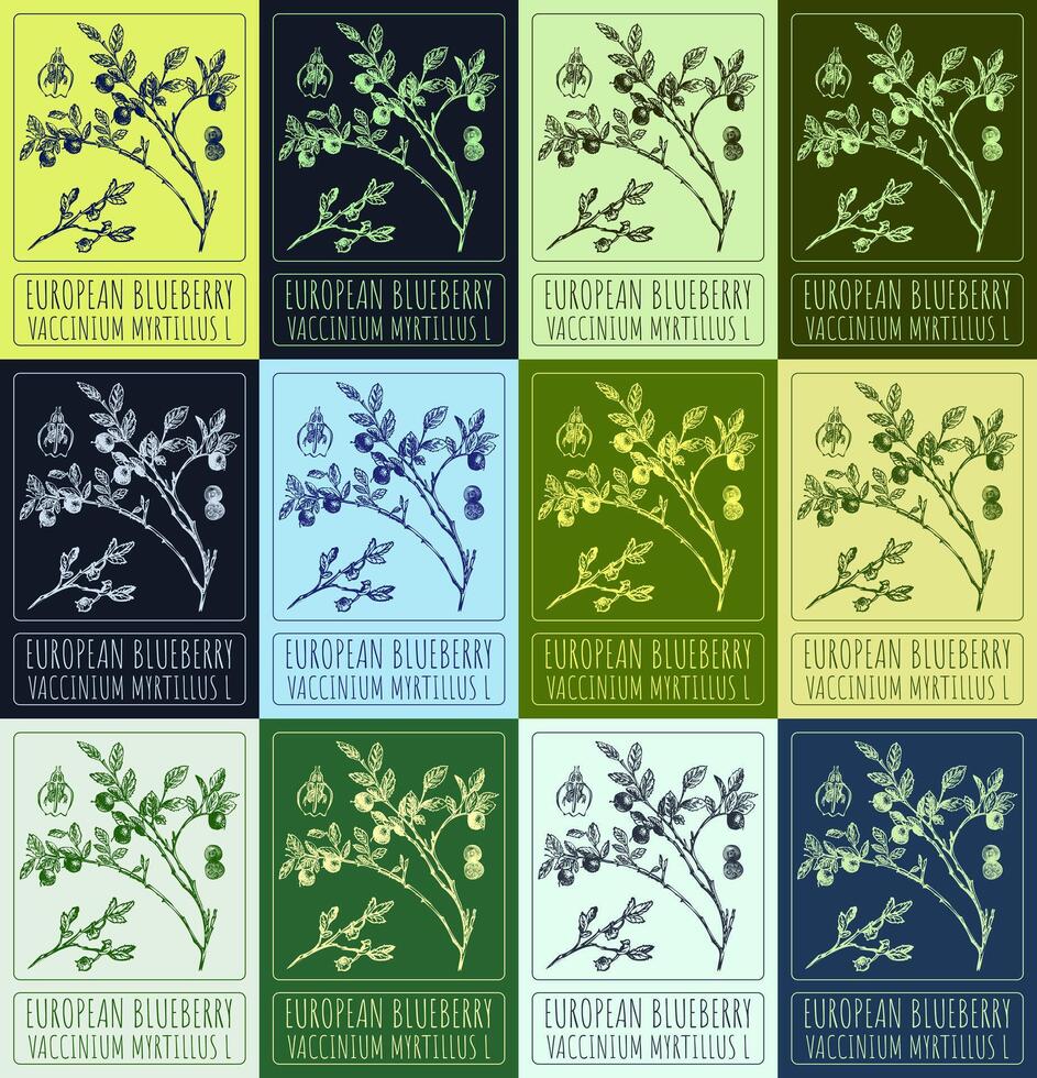 Set of vector drawings of EUROPEAN BLUEBERRY  in different colors. Hand drawn illustration. Latin name VACCINIUM MYRTILLUS L.
