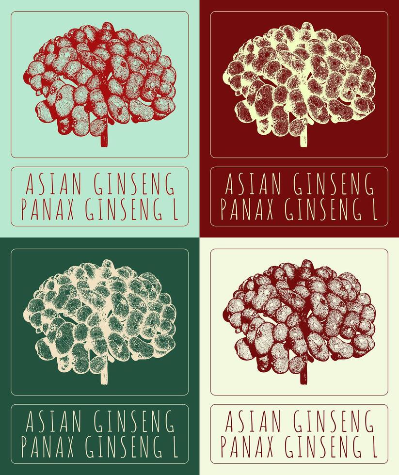 Set of vector drawings of ASIAN GINSENG in different colors. Hand drawn illustration. Latin name PANAX GINSENG L.