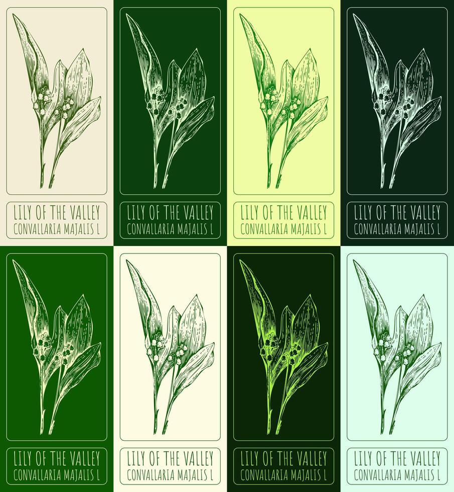 Set of vector drawings of LILY OF THE VALLEY in different colors. Hand drawn illustration. Latin name CONVALLARIA MAJALIS L.